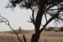 ASHENTA le chemin vers Les Chants du Souffle